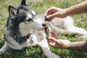 dog-cbd